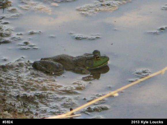 American Bullfrog