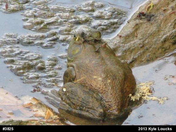 American Bullfrog