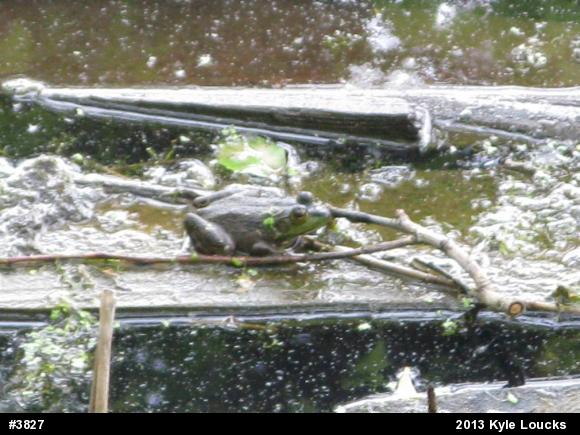 American Bullfrog