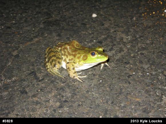 American Bullfrog