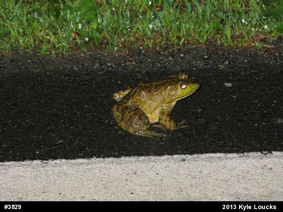 American Bullfrog