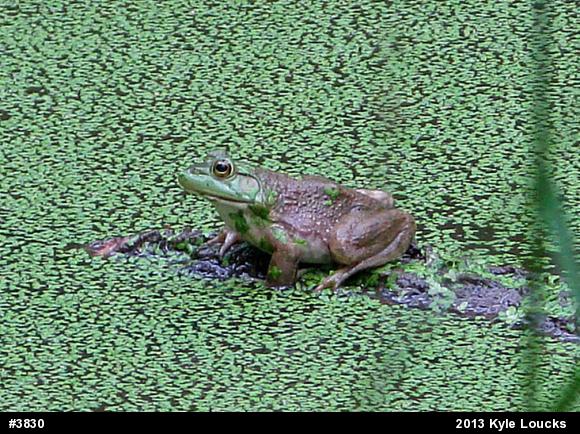 American Bullfrog