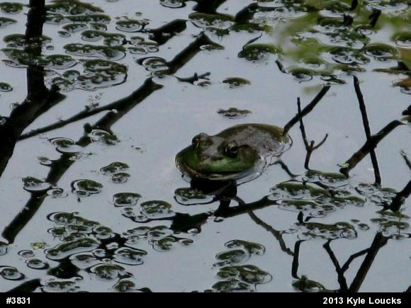 American Bullfrog