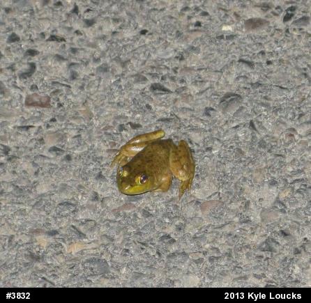 American Bullfrog