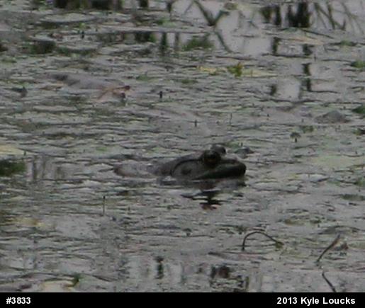 American Bullfrog