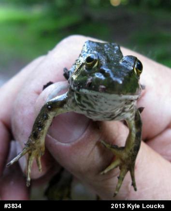 American Bullfrog