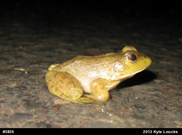 American Bullfrog