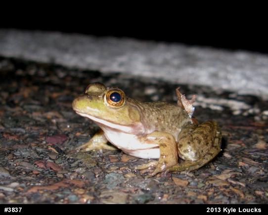 American Bullfrog