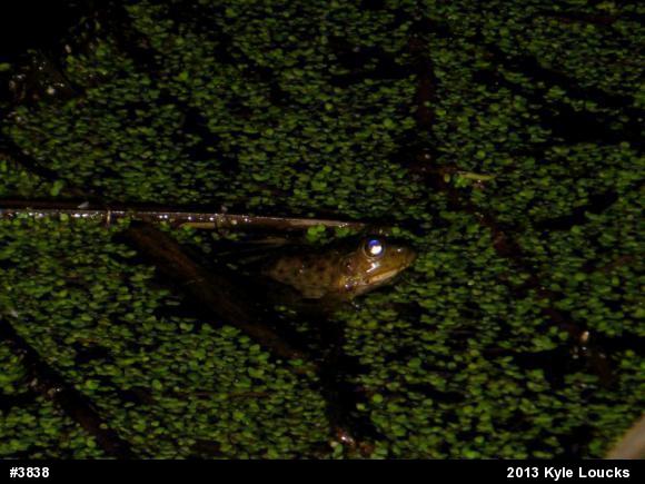 American Bullfrog