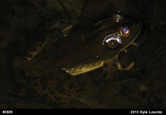 American Bullfrog