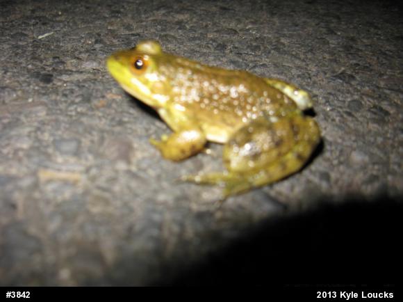 American Bullfrog