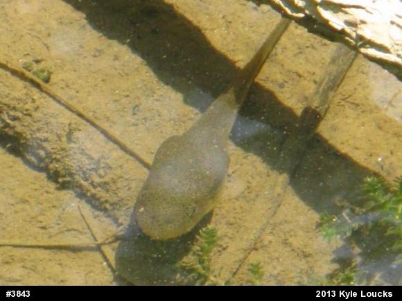American Bullfrog