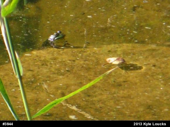 True Frogs