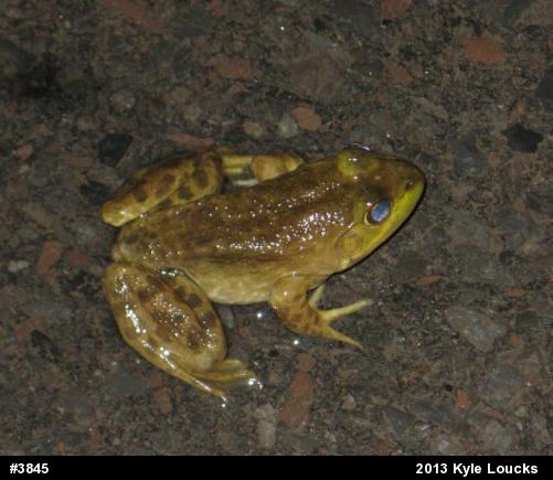 American Bullfrog