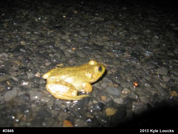American Bullfrog