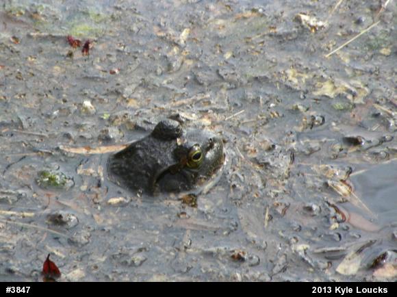 American Bullfrog