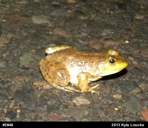 American Bullfrog