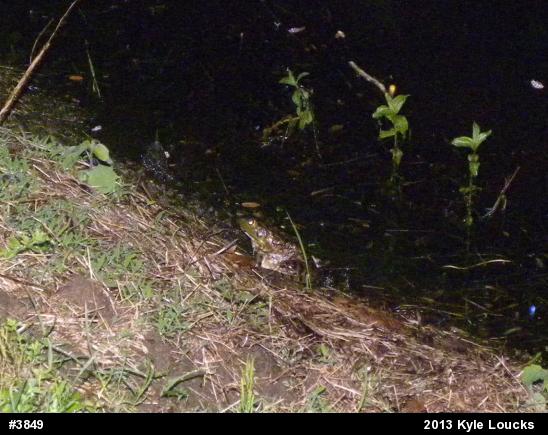 American Bullfrog