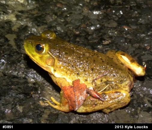 American Bullfrog