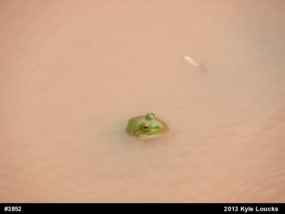 American Bullfrog