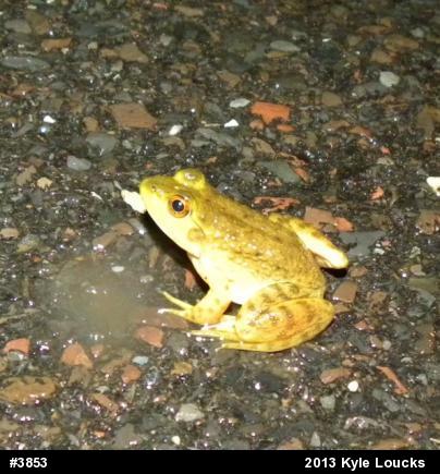 American Bullfrog