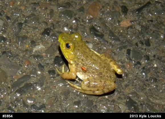 American Bullfrog