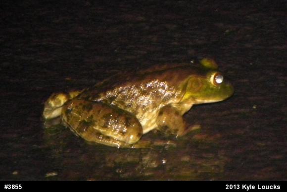 American Bullfrog
