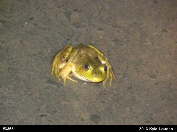 American Bullfrog