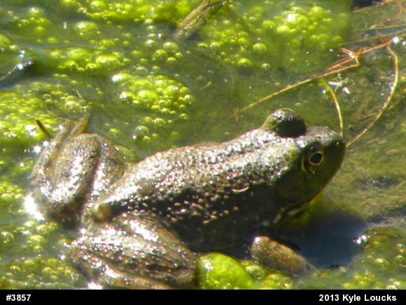American Bullfrog