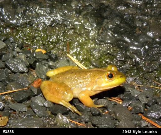 American Bullfrog