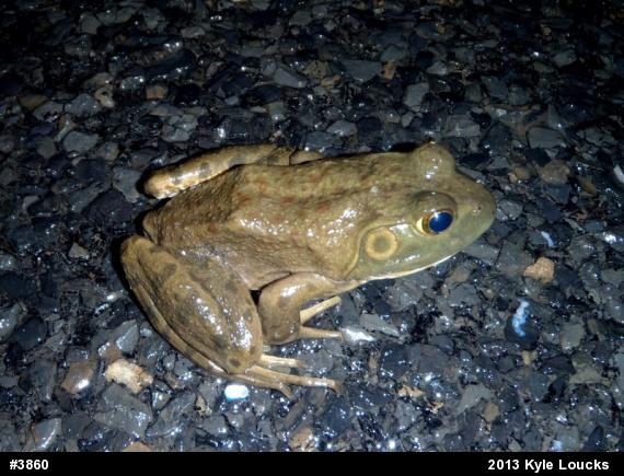 American Bullfrog