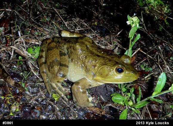 American Bullfrog