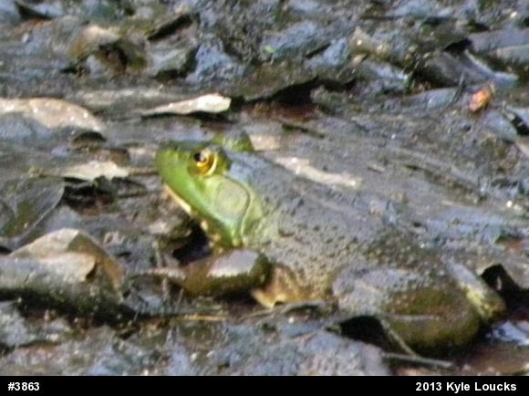 American Bullfrog