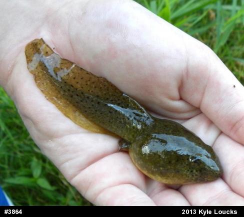 American Bullfrog