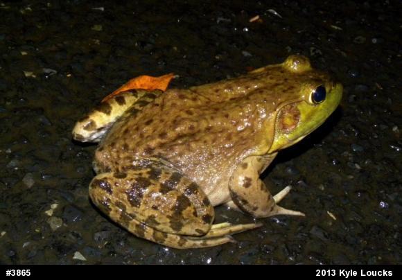 American Bullfrog