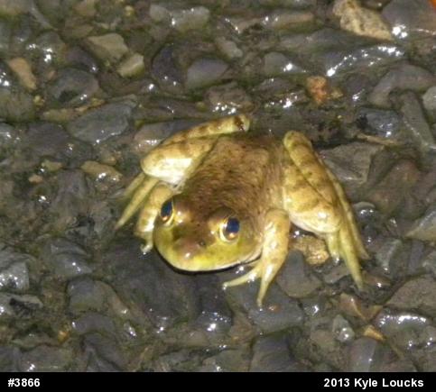 American Bullfrog