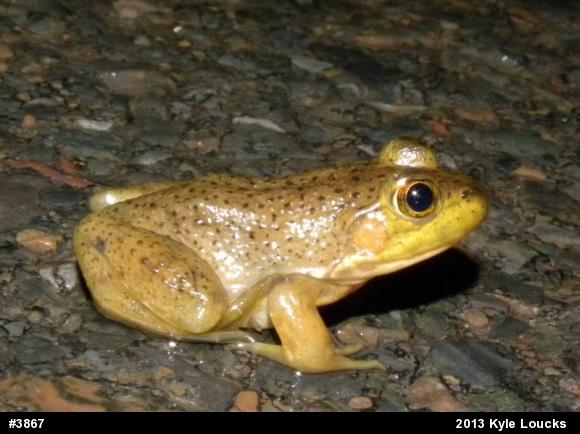 American Bullfrog