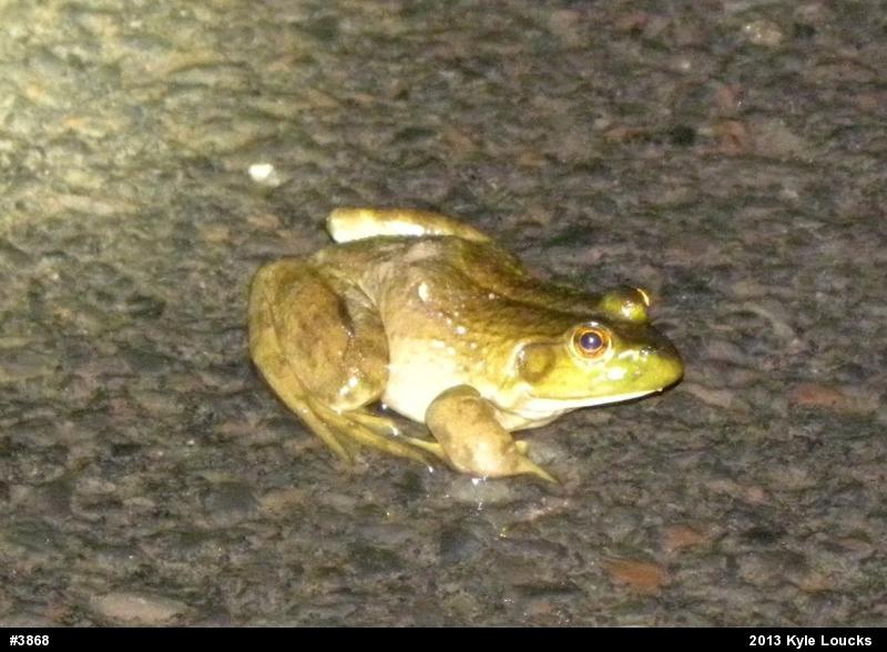 American Bullfrog