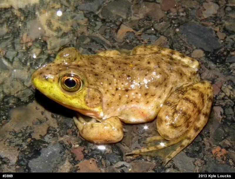 American Bullfrog