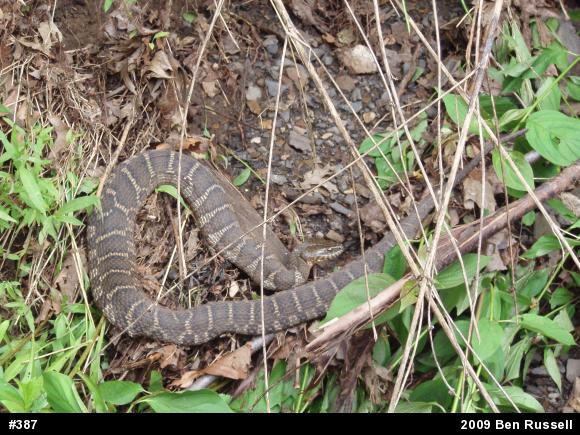 Northern Watersnake