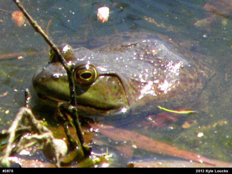 American Bullfrog