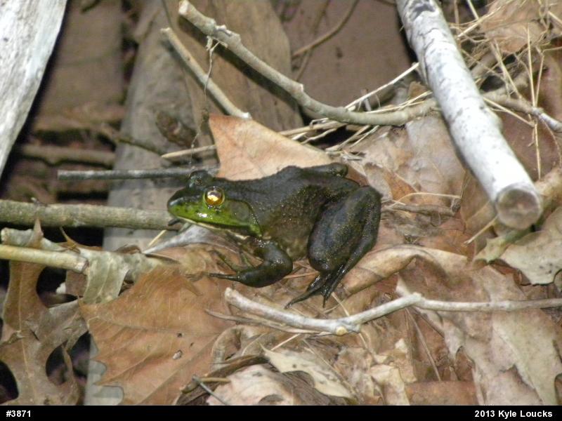 American Bullfrog