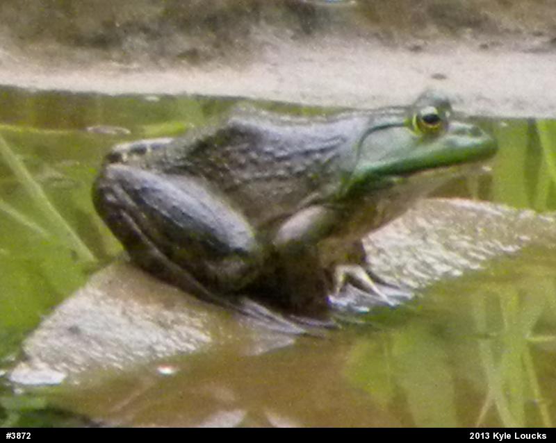 American Bullfrog