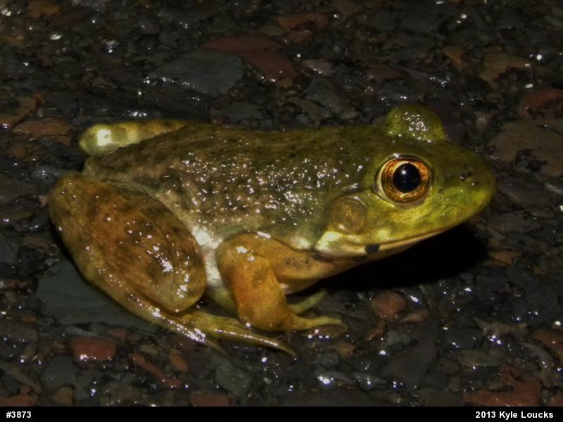 American Bullfrog