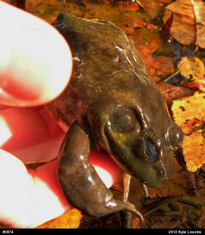 American Bullfrog
