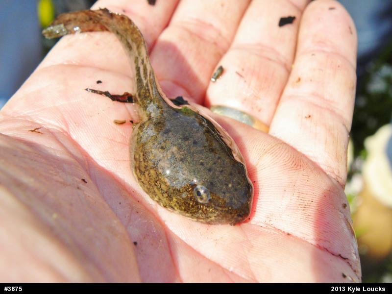 American Bullfrog