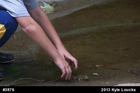 Green Frog