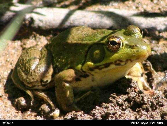 Green Frog