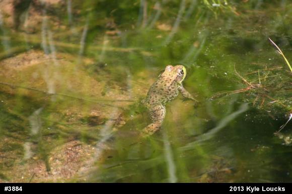 Green Frog