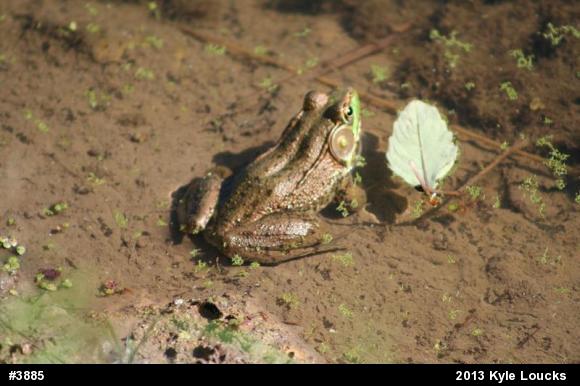 Green Frog